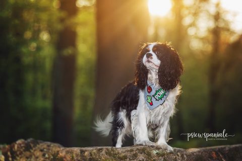 psiewspaniale - blog dla psiarzy i ich pupili