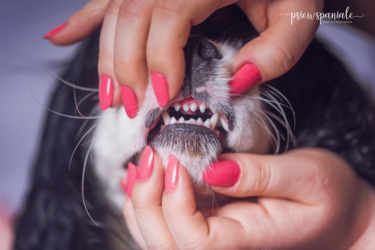 higiena jamy ustnej psa