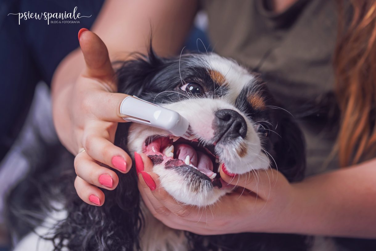 jak dbać o psie zęby
