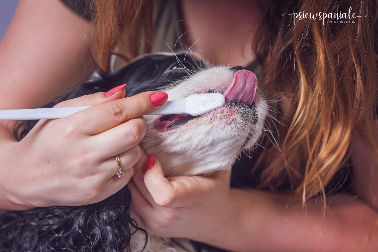 jak dbać o psie zęby