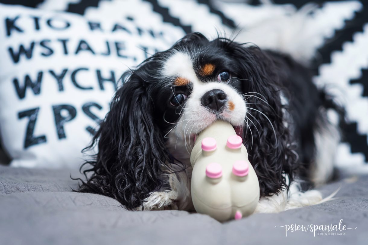 Nikon testuje zabawkę dla psa od Fera.pl